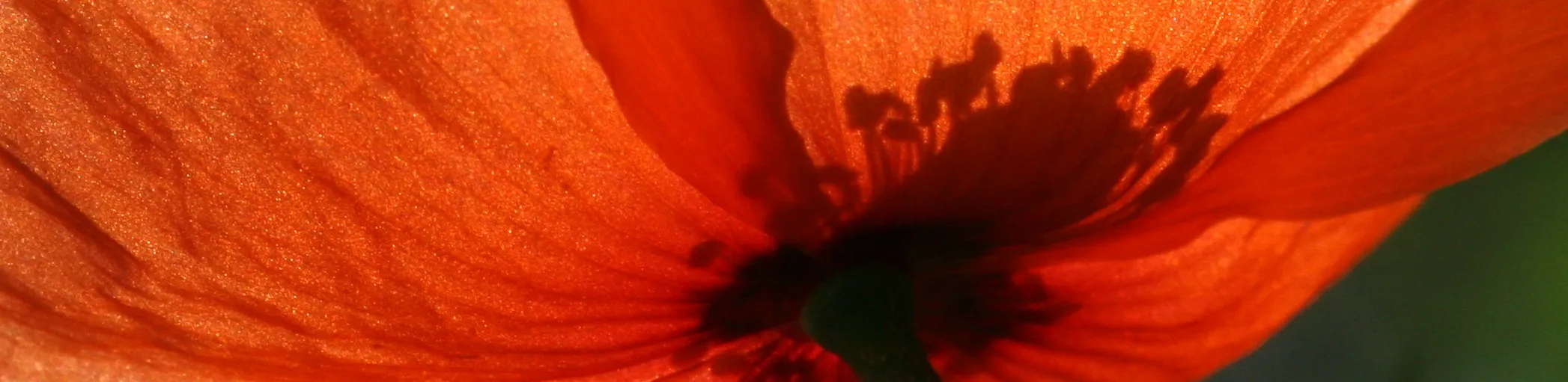 Mohnblume in Nahaufnahme